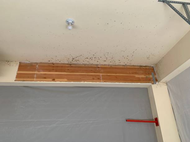 Best Crawl Space Mold Remediation  in Stone Mountain, GA
