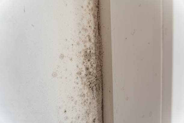 Best Biohazard Mold Removal  in Stone Mountain, GA