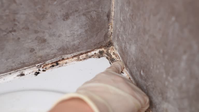 Trusted Stone Mountain, GA Mold Removal Experts