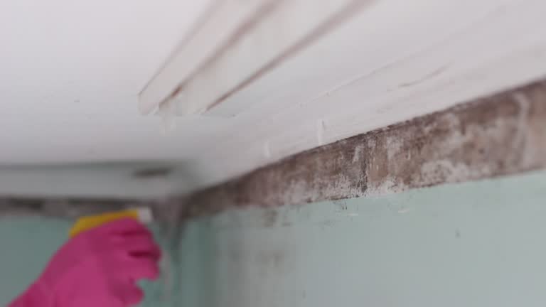 Best Industrial Mold Remediation  in Stone Mountain, GA